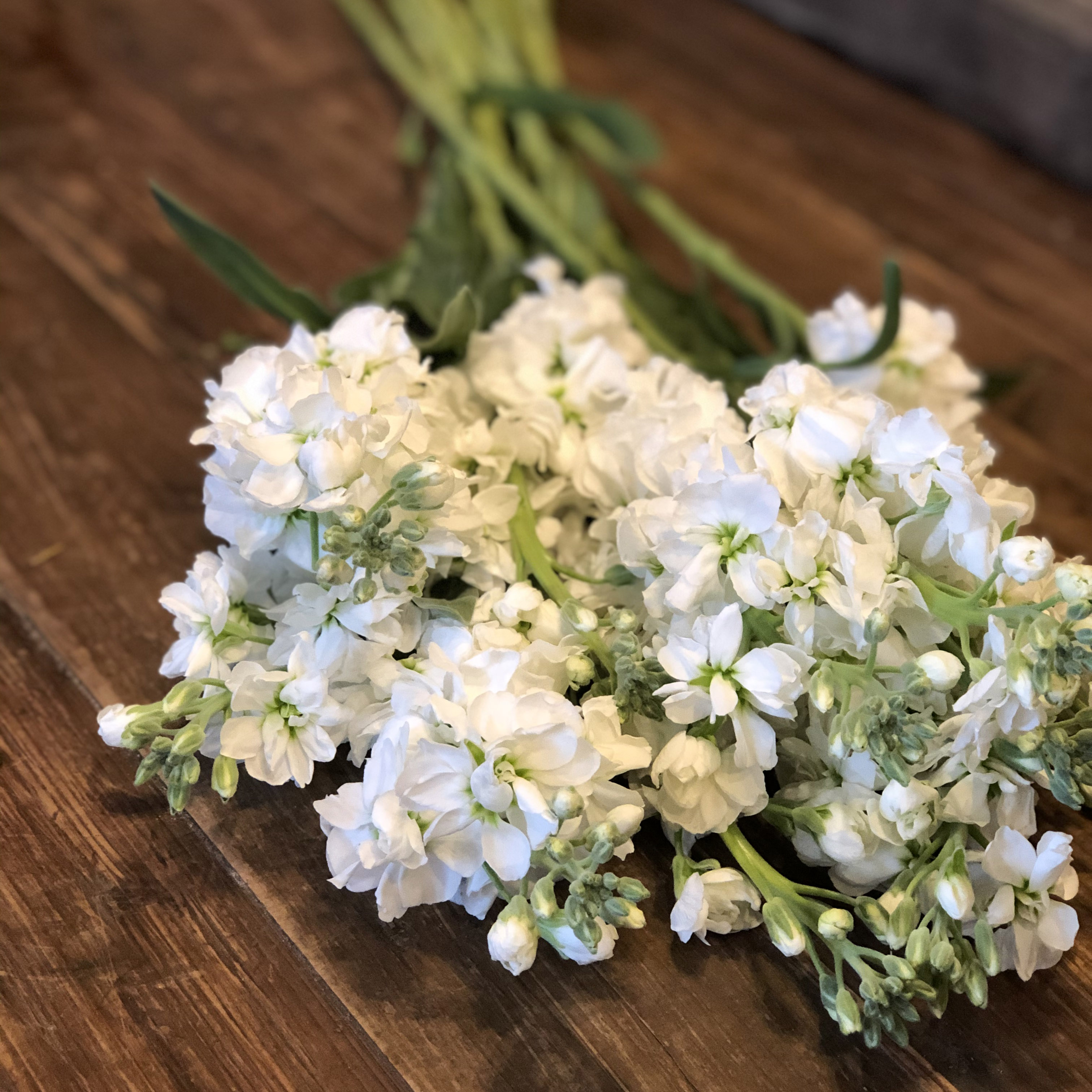 White Stock Flowers By Nature 