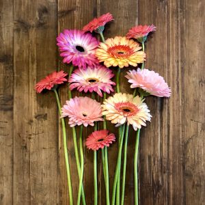 Gerbera Daisies