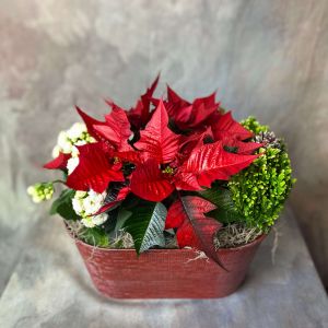 Christmas Dish Garden (15