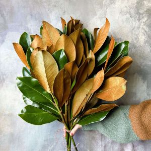 Magnolia - Bundle