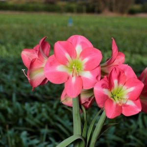 Amaryllis Bulb 