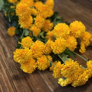 Yellow Pompon Mums