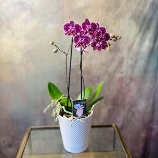 Mini Phalaenopsis Orchid