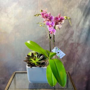 Orchid and Succulent Garden