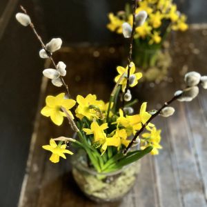 mini daffodil bulb planter