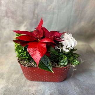 Christmas Dish Garden (8.5