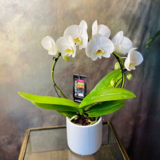 Phalaenopsis Orchid 'Hoop' Style