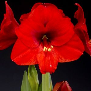 Amaryllis Bulb 