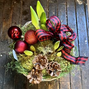 Amaryllis Christmas Garden