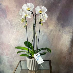 Double Stem Hoop Orchid