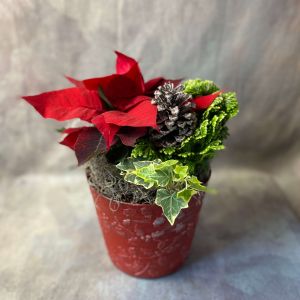 Christmas Dish Garden (7