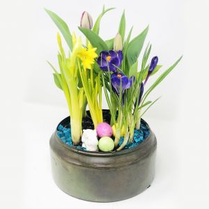 Spring Bulb Garden ‘Take & Make' Home Kit