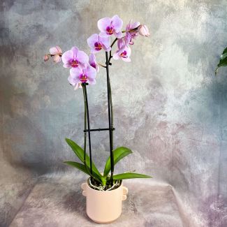 Double-Stem Phalaenopsis Orchid