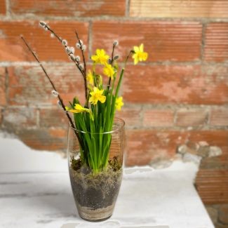 Daffodil Bulb Arrangement 