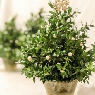 Darling Winter Boxwood Trio