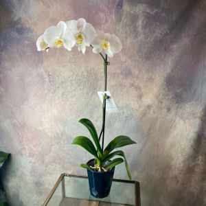 Large Single-Stem Phalaenopsis Orchid