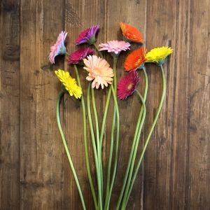 Miniature Gerbera Daisies