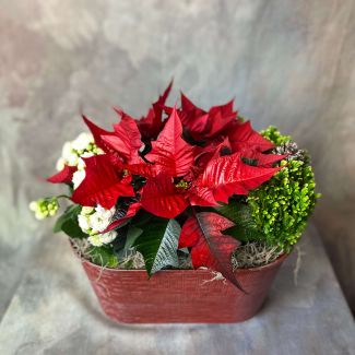 Christmas Dish Garden (15