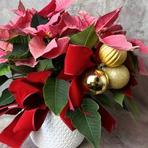 Poinsettia - Arrangement