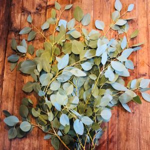 Silver Dollar Eucalyptus