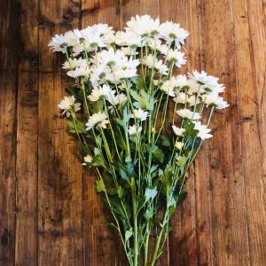 White Daisies