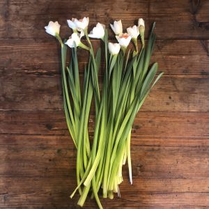 White Daffodils