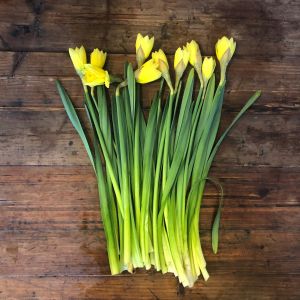 Yellow Daffodils