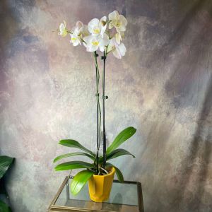 Double-Stem Phalaenopsis Orchid