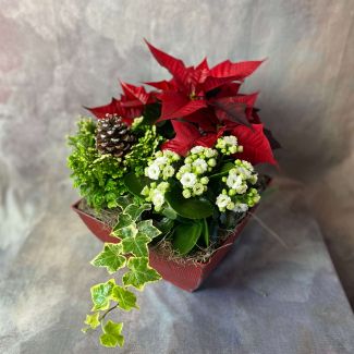 Christmas Dish Garden (10