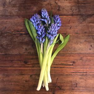 Purple Hyacinth